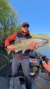 Mighty Chinook salmon catch