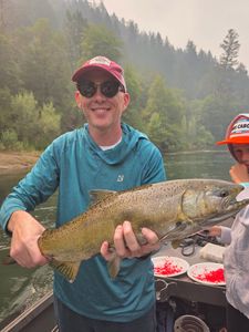 Bold Chinook salmon catch