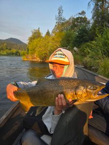 Golden Chinook salmon catch