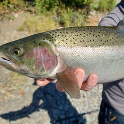 Rainbow trout fishing tour in OR