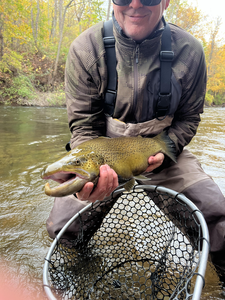 Great trout on the fly today! Autumn colors made it even more exciting.