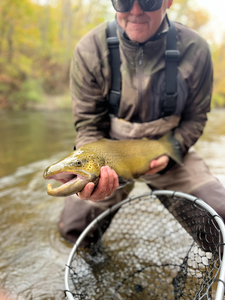 Nice brown trout on the fly today!