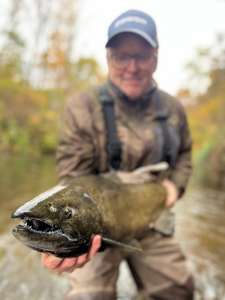 Nice bull trout on the fly! Those teeth don't lie.