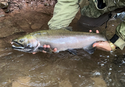 Hard-fighting Chinook in hand