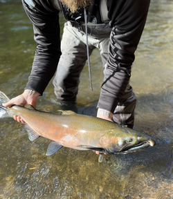 Pink salmon fishing in Waterport