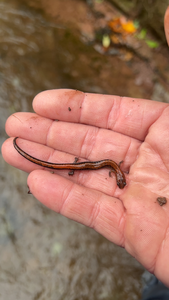 Exciting catch while fly fishing - even the salamanders are biting today!