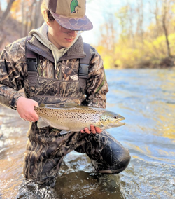 A single sea trout fish caught in NY