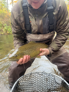 Nice sea trout on the fly in Waterport!