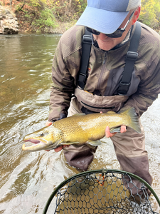 Nice sea trout on the fly today! Fly fishing produced this exciting catch.