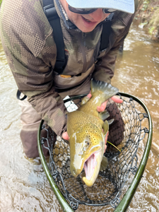 Nice spotted trout on the fly fishing setup today!