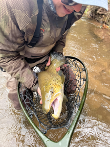 Nice trout on the fly! Great adventure fishing the streams.
