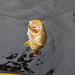 Speckled Sea Trout caught on artificial.