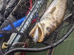 Gator Trout caught on artificial. 