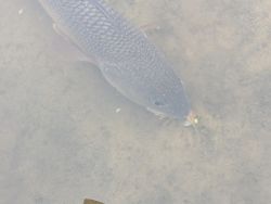 Vudu Shrimp slurped up by a Big Bend redfish.