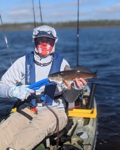 Fish-Species
