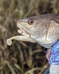 Fish-Species