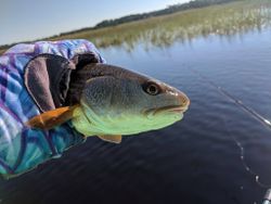 Fish-Species