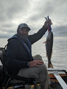 Fish-Species