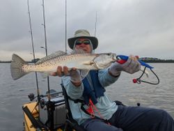 Large Sea Trout from Florida
