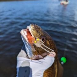 Vudu Shrimp on the business end of a Redfish.