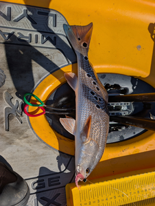 Florida redfish ready for measurement on the kayak!