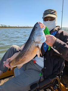 Redfish caught in FL