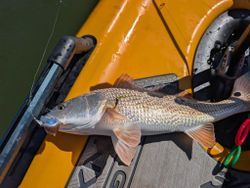 Redfish caught while fishing in FL