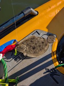 Summer Flounder caught while fishing in FL