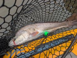 Redfish caught in fishing net in Tallahassee FL