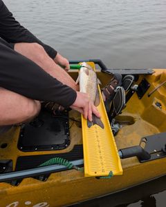 Redfish being measured on yellow measuring board in fishing kayak in Tallahassee FL