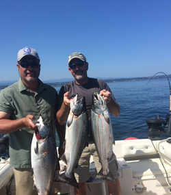 3 chinook salmon caught in zeballos