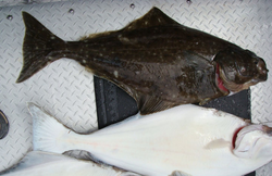 Two Pacific Halibut fish caught in Zeballos