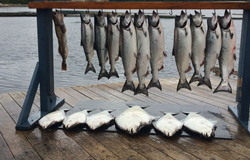 11 Great Barracuda, Rainbow Trout, and Pacific Halibut caught while fishing in Zeballos