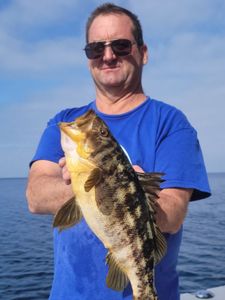 Kelp Bass caught fishing in CA