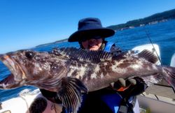 A lingcod fish caught while fishing in CA