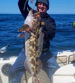 Lingcod fish caught while fishing in Santa Barbara