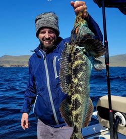 A large lingcod caught while fishing in CA