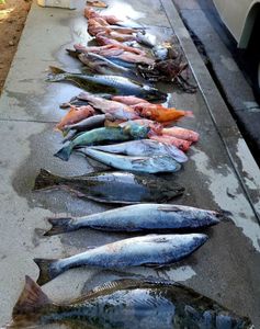 Six fishing rods with a beautiful ocean view in Santa Barbara