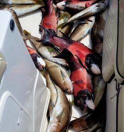 3 fish caught in CA