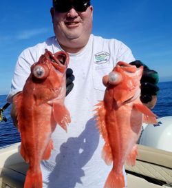 Two red grouper, 16-inch fish caught while fishing in Santa Barbara