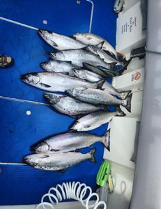 Fish-Species