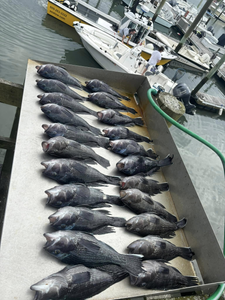 3 sea bass caught fishing in NJ