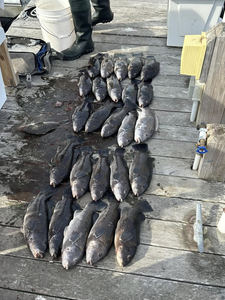 8 black drum fish caught in NJ