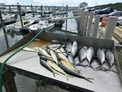 6 Atlantic Bonito and Blue Runner fish caught in NJ