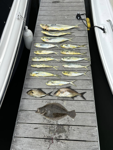 13 Summer Flounder and Greater Amberjack fish caught in NJ