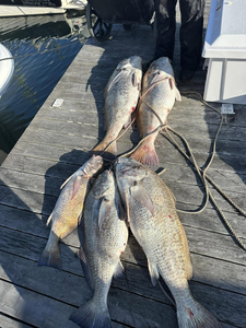 5 freshwater drum and redfish caught fishing in Cape May