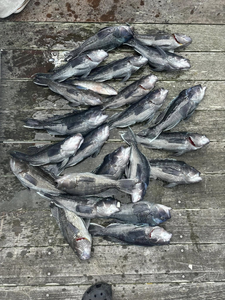 Eight sea bass caught during a fishing cruise in Cape May