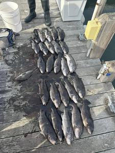 Nine dusky grouper fish caught in Cape May