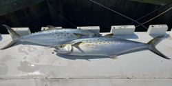 Spanish mackerel delight captured in MD