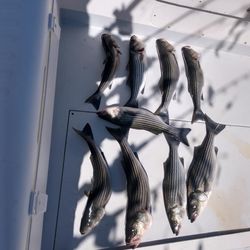 Neavitt's striped bass paradise found